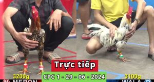 Trực Tiếp thomo CPC1 ngày 29-06-2024