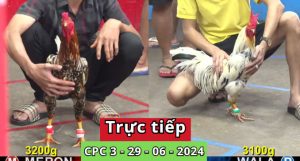 Trực Tiếp thomo CPC3 ngày 29-06-2024