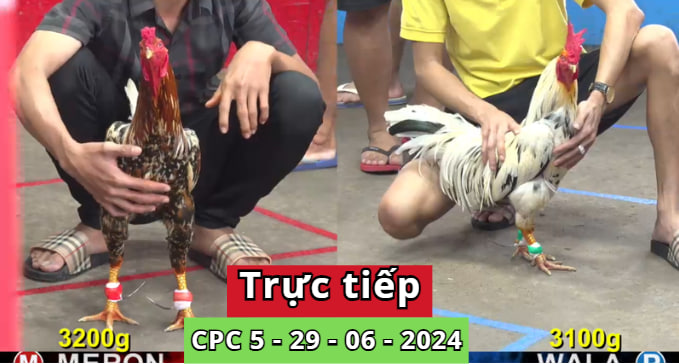 Trực Tiếp thomo CPC5 ngày 29-06-2024