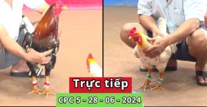 Trực Tiếp thomo CPC5 ngày 28-06-2024