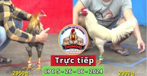 Trực Tiếp thomo CPC5 ngày 26-06-2024