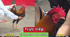 bacty88.com/af/SG0PX6gt/jon