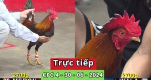 Trực Tiếp thomo CPC4 ngày 30-06-2024