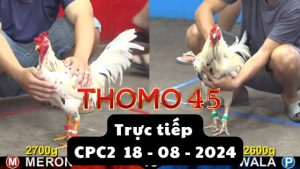 Trực Tiếp thomo CPC2 ngày 18-08-2024