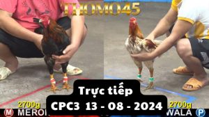 Trực Tiếp thomo CPC3 ngày 13-08-2024