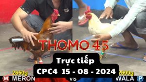 Trực Tiếp thomo CPC4 ngày 15-08-2024