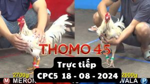Trực Tiếp thomo CPC5 ngày 18-08-2024