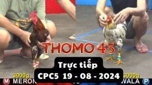 Trực Tiếp thomo CPC5 ngày 19-08-2024
