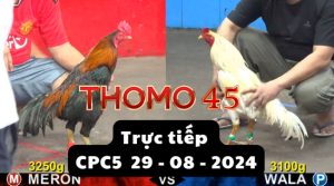 Trực Tiếp thomo CPC5 ngày 29-08-2024