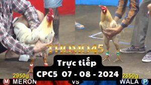 Trực Tiếp thomo CPC5 ngày 07-08-2024