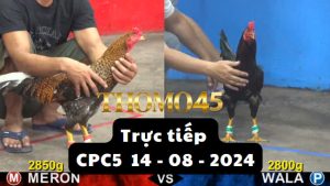 Trực Tiếp thomo CPC5 ngày 14-08-2024