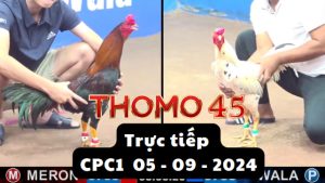 Trực Tiếp thomo CPC1 ngày 05-09-2024
