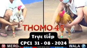 Trực Tiếp thomo CPC1 ngày 31-08-2024