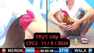 Trực Tiếp thomo CPC2 ngày 11-09-2024