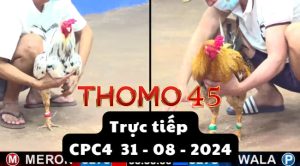 Trực Tiếp thomo CPC4 ngày 31-08-2024