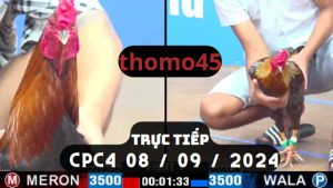 Trực Tiếp thomo CPC4 ngày 08-09-2024