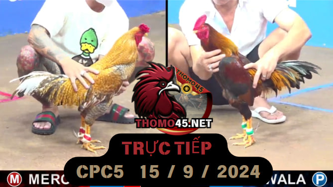 Trực Tiếp thomo CPC5 ngày 15-09-2024