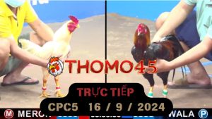 Trực Tiếp thomo CPC4 ngày 16-09-2024