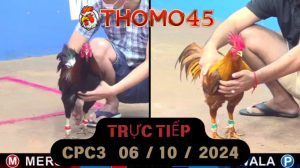 Trực Tiếp thomo CPC3 ngày 06-10-2024