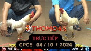 Trực Tiếp thomo CPC5 ngày 04-10-2024